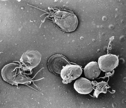 Image de Giardia