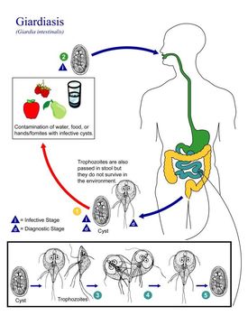 Image of Giardia