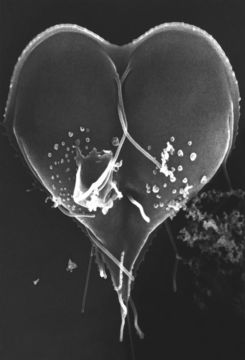 Plancia ëd Giardia