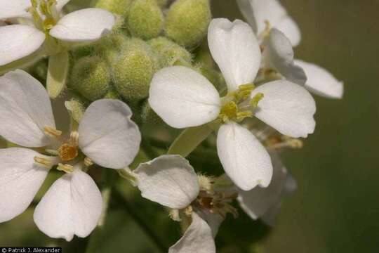 Image of touristplant