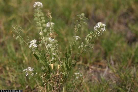 Image of touristplant