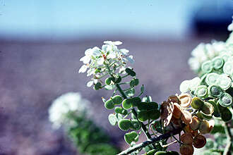 Image of touristplant