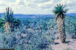 Image of Cape aloe