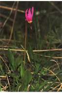 Plancia ëd Dodecatheon pulchellum subsp. pulchellum