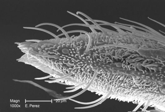 Image of toga arthropod arboviruses