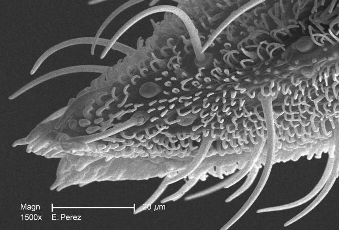 Image of toga arthropod arboviruses