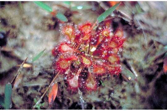 Imagem de Drosera brevifolia Pursh