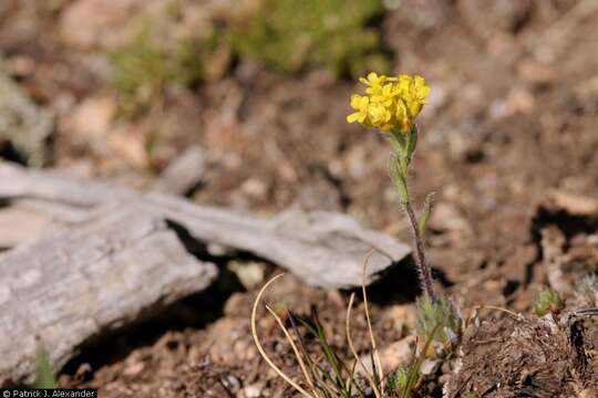 Image of golden draba