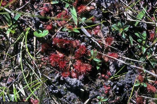 Imagem de Drosera capillaris Poir.