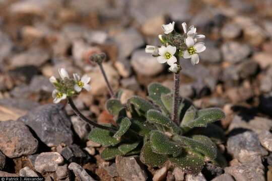 Image of wedgeleaf draba