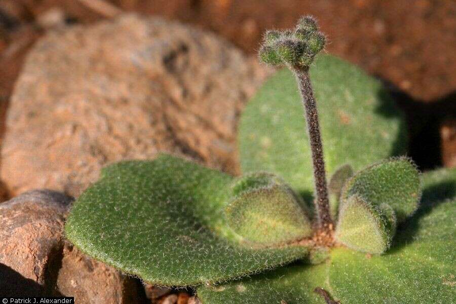 Sivun Draba cuneifolia Nutt. kuva