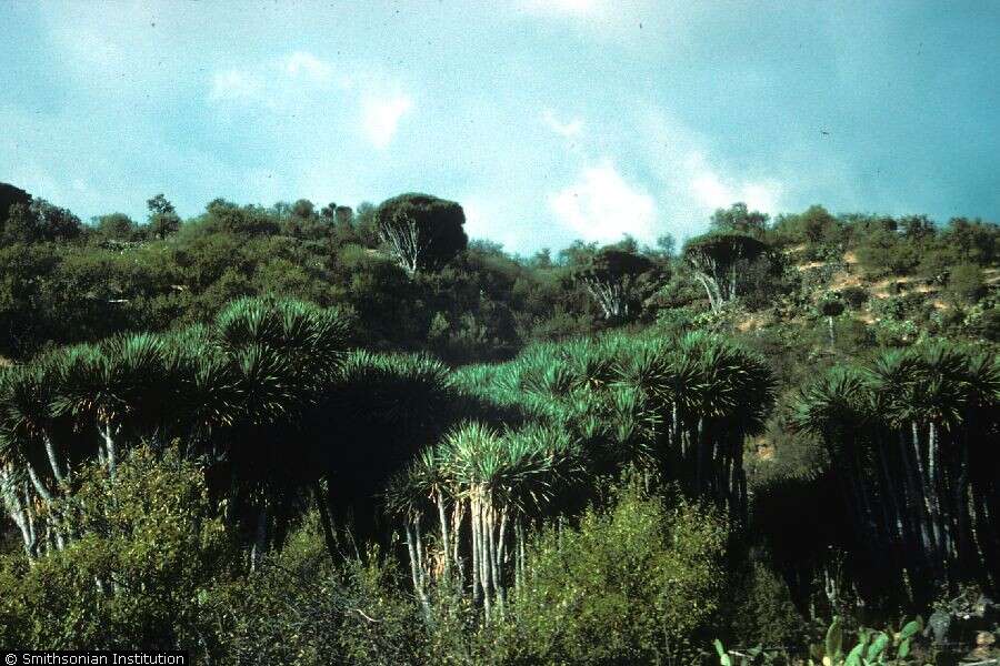 Image of Canary Island Dragon Tree