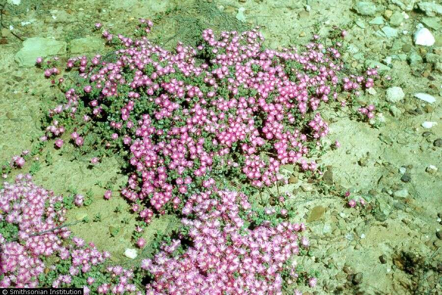 Plancia ëd Drosanthemum floribundum (Haw.) Schwant.