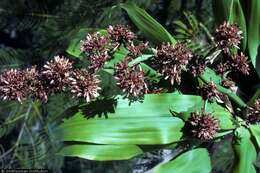 Image of fragrant dracaena