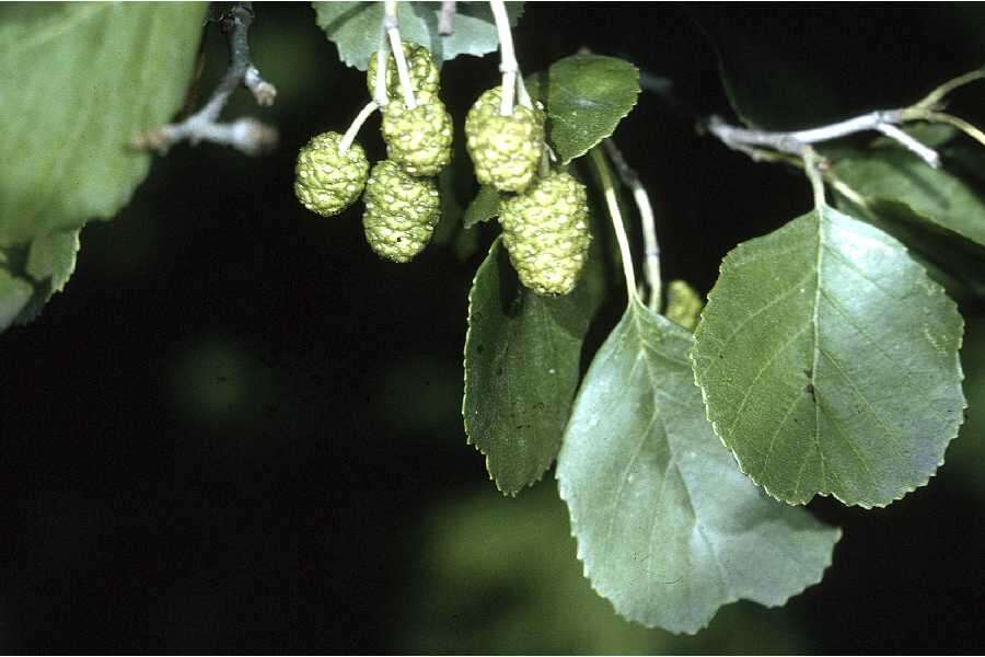 Image of European alder