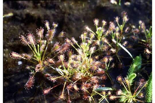 Imagem de Drosera intermedia Hayne