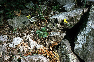 Image of Mogollon Mountain draba