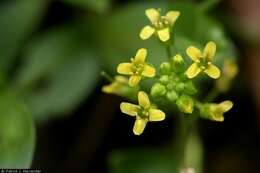 Image of Santa Rita Mountain draba