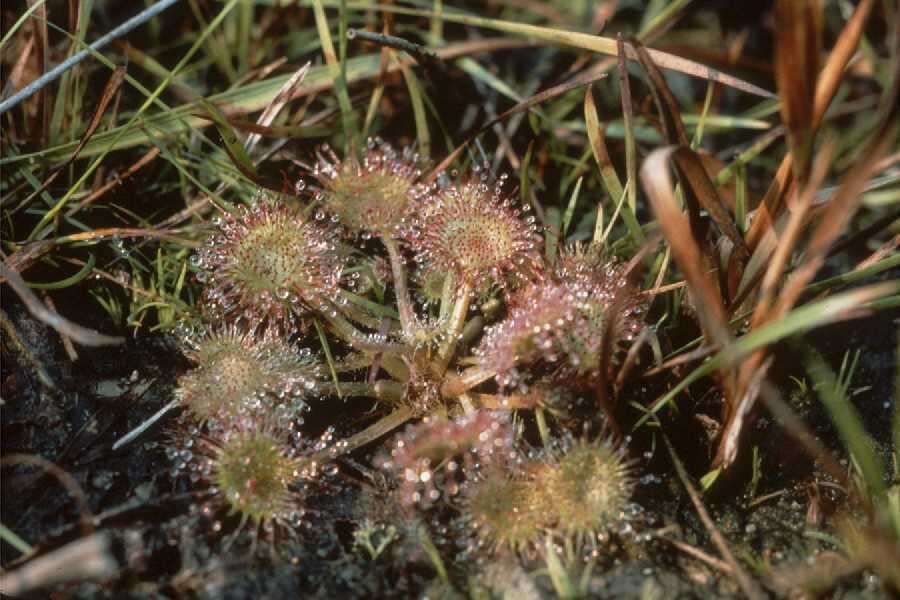 Imagem de Drosera rotundifolia L.