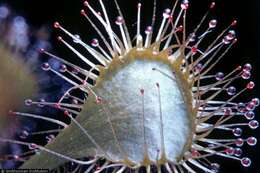 Imagem de Drosera rotundifolia L.