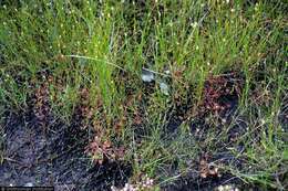 Imagem de Drosera rotundifolia L.