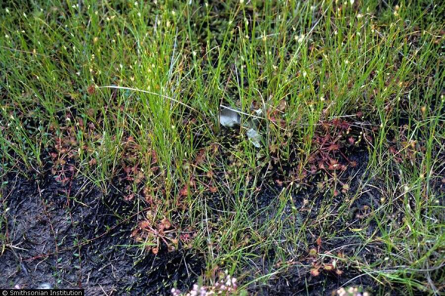 Image of Common Sundew