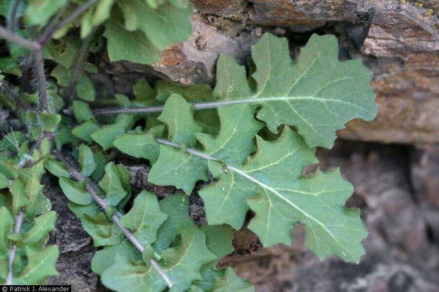 Image of rockmustard