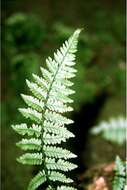 Image of narrow buckler-fern