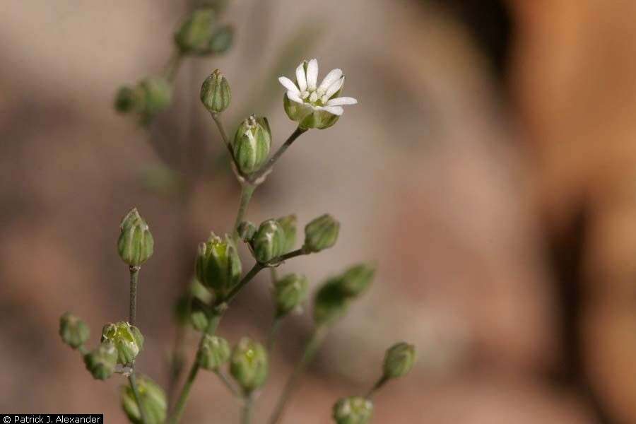 Drymaria leptophylla (Cham. & Schltdl.) Fenzl ex Rohrb. resmi