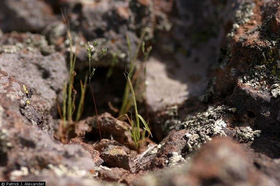 Image of canyon drymary