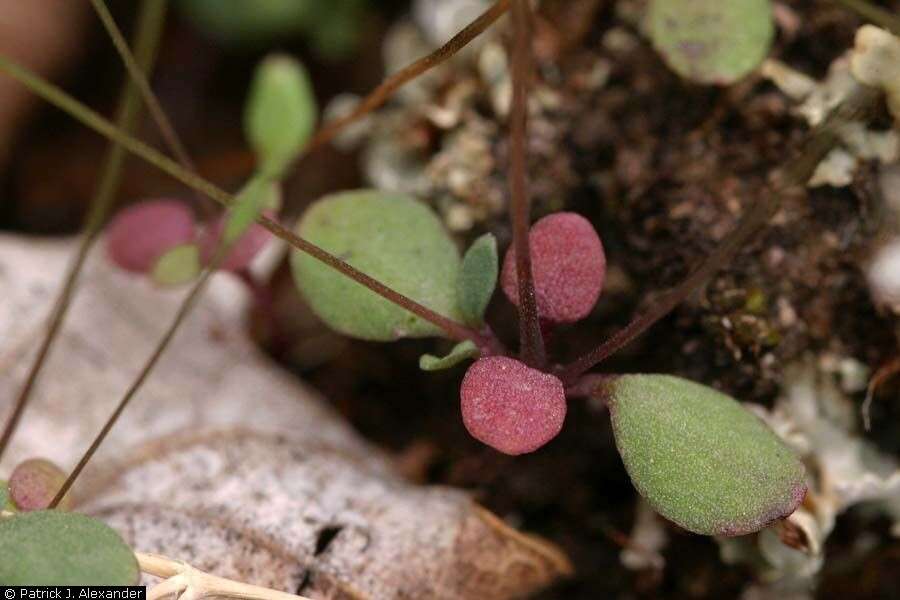 Drymaria leptophylla (Cham. & Schltdl.) Fenzl ex Rohrb. resmi