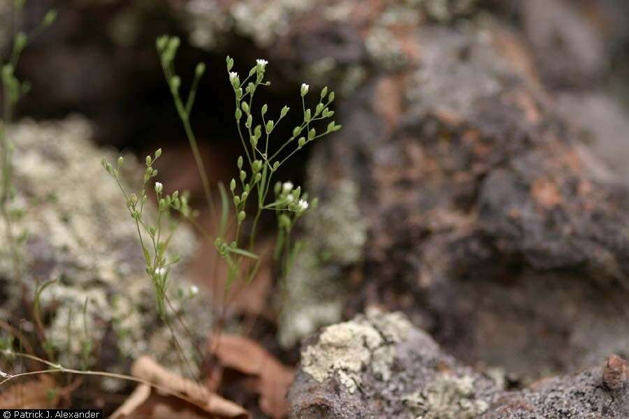 Drymaria leptophylla (Cham. & Schltdl.) Fenzl ex Rohrb. resmi