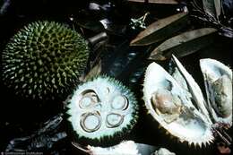 Image of durian