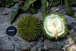 Image of durian