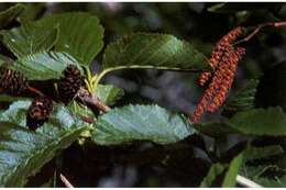 Image of Grey Alder