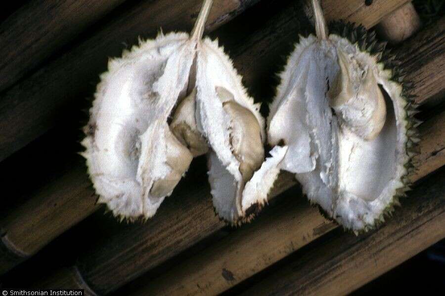 Image of durian