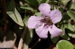 Sivun Dyschoriste decumbens (A. Gray) Kuntze kuva