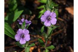 Dyschoriste oblongifolia (Michx.) Kuntze的圖片