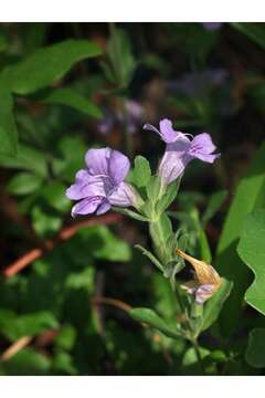 Dyschoriste oblongifolia (Michx.) Kuntze的圖片