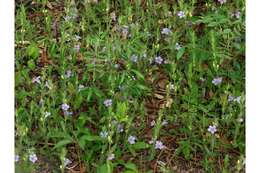 Image of oblongleaf snakeherb