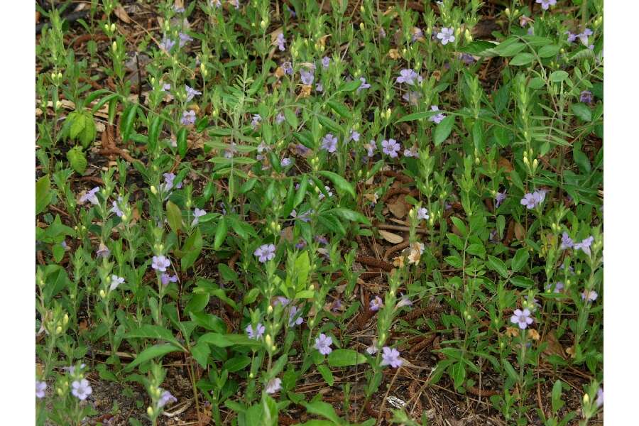 Dyschoriste oblongifolia (Michx.) Kuntze的圖片