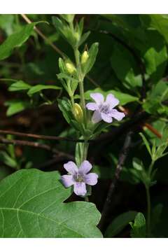 Dyschoriste oblongifolia (Michx.) Kuntze的圖片