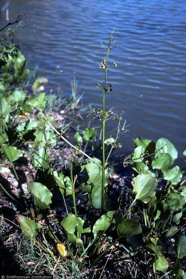 Plancia ëd Echinodorus berteroi (Spreng.) Fassett