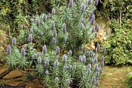 Imagem de Echium candicans L. fil.