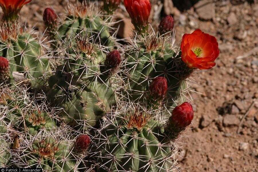 Image of Scarlet Hedgehog Cactus