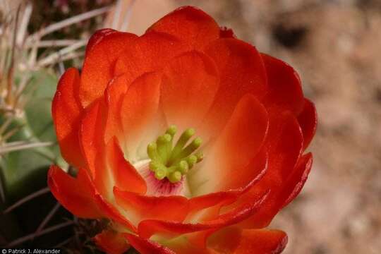 Image of Scarlet Hedgehog Cactus