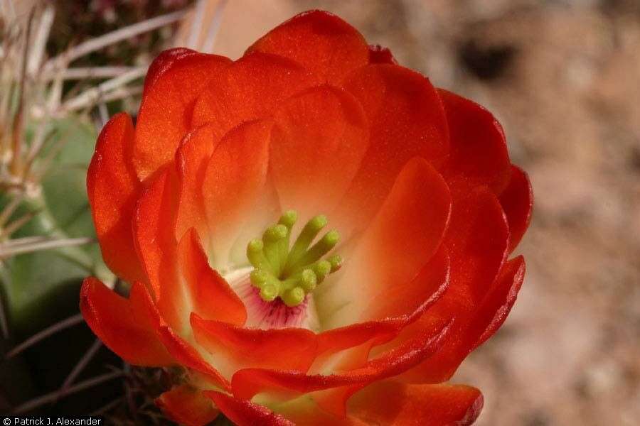 Image of Scarlet Hedgehog Cactus
