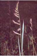 Echinochloa crus-galli (L.) P. Beauv. resmi