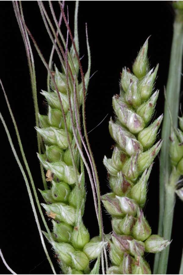 Echinochloa crus-galli (L.) P. Beauv. resmi