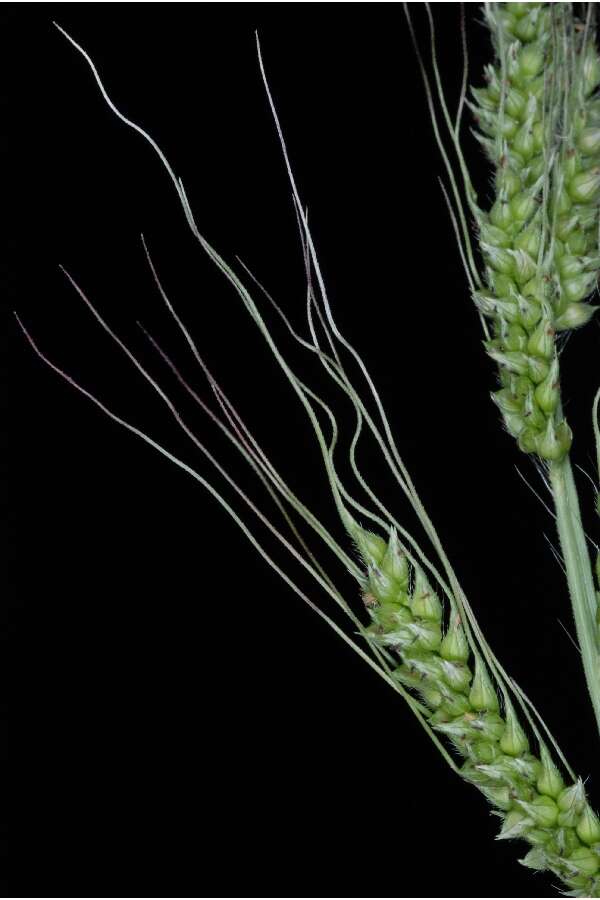 Echinochloa crus-galli (L.) P. Beauv. resmi